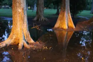 A wooden wheel is in the middle of a water hole.