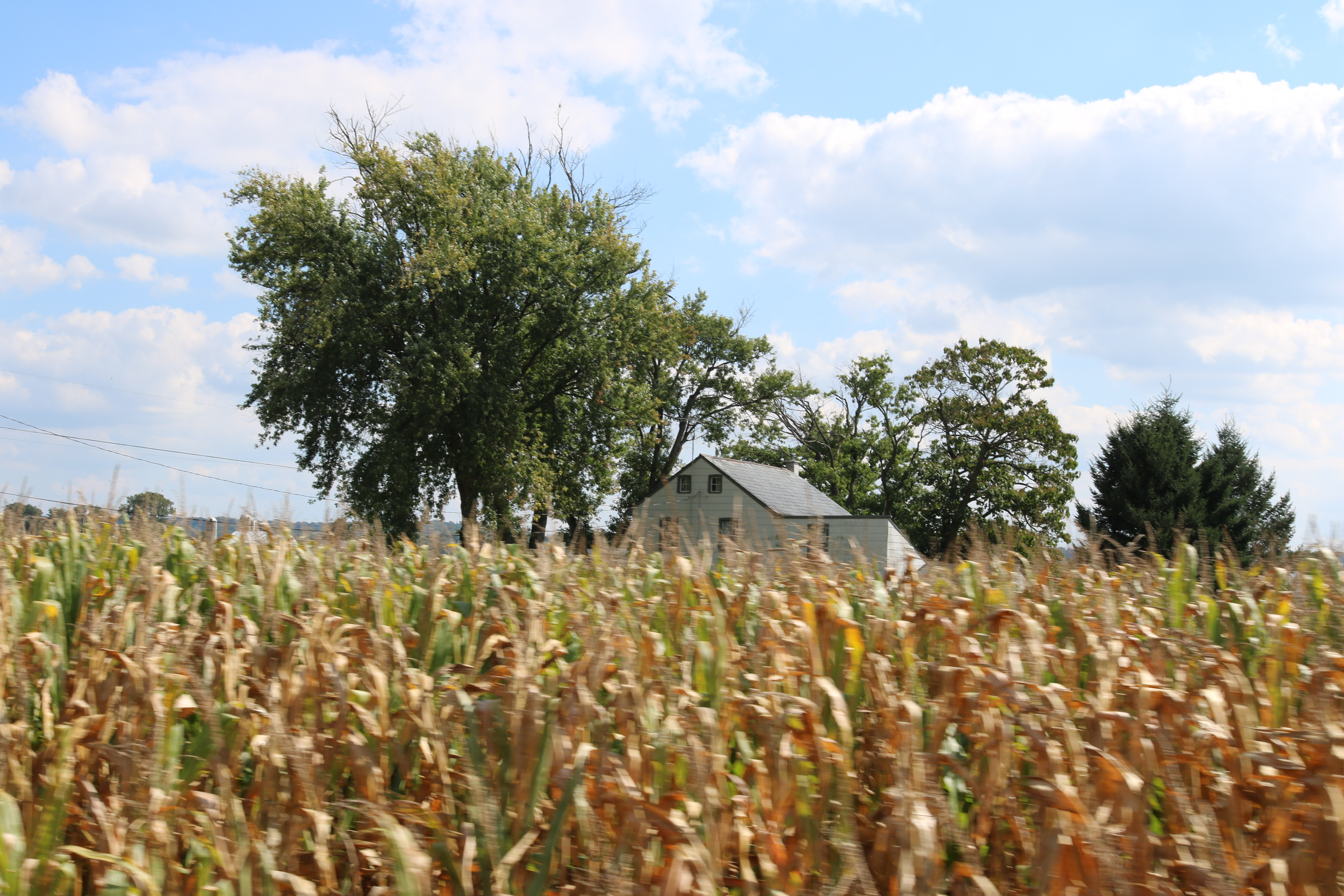 A field of corn with a house in the background.